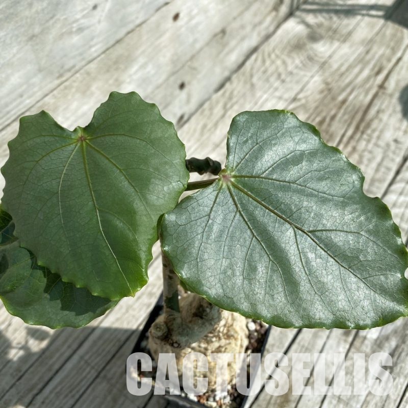 SH13942 Adenia epigea
