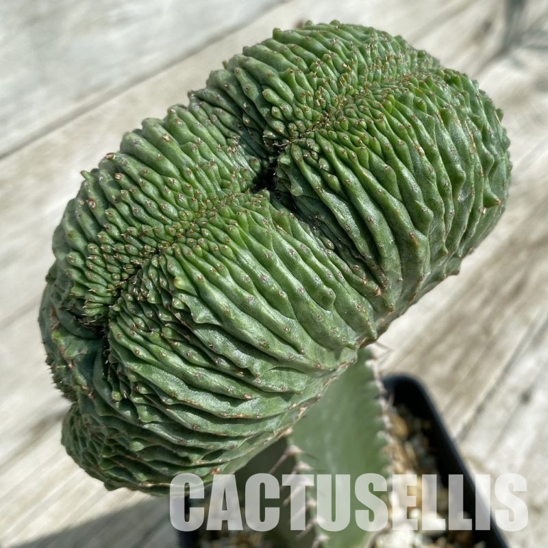 SH33057 Euphorbia obesa ‘Malik’ f. cristata, grafted