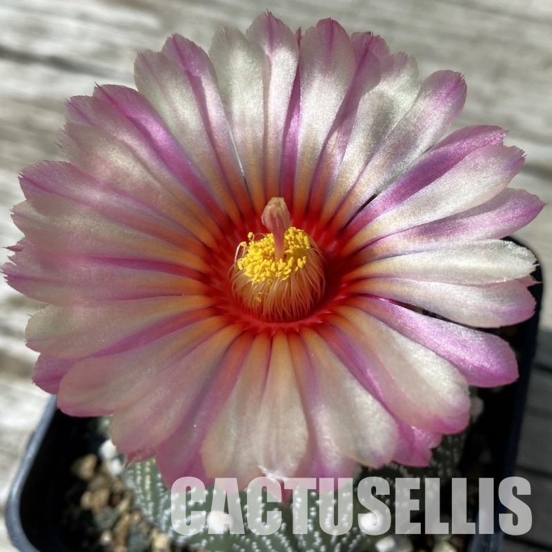SH32883 Astrophytum asterias 'Akabana', pink flovers