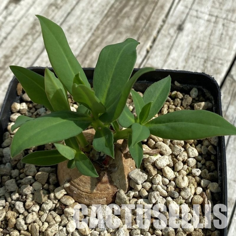 SH10452 Monadenium aff. orobanchoides
