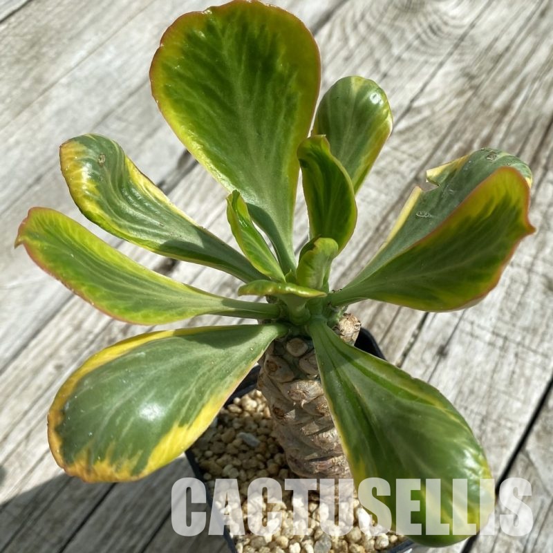 SH33060 Euphorbia poissonii f. variegata