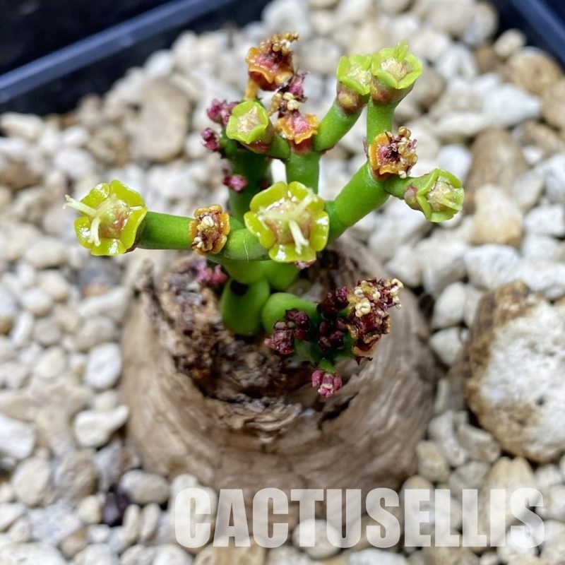 SH33041 Euphorbia decidua ES10264