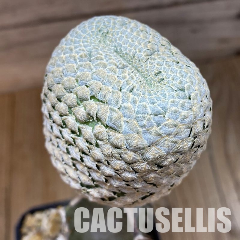 SH33042 Euphorbia piscidermis f. cristata, grafted