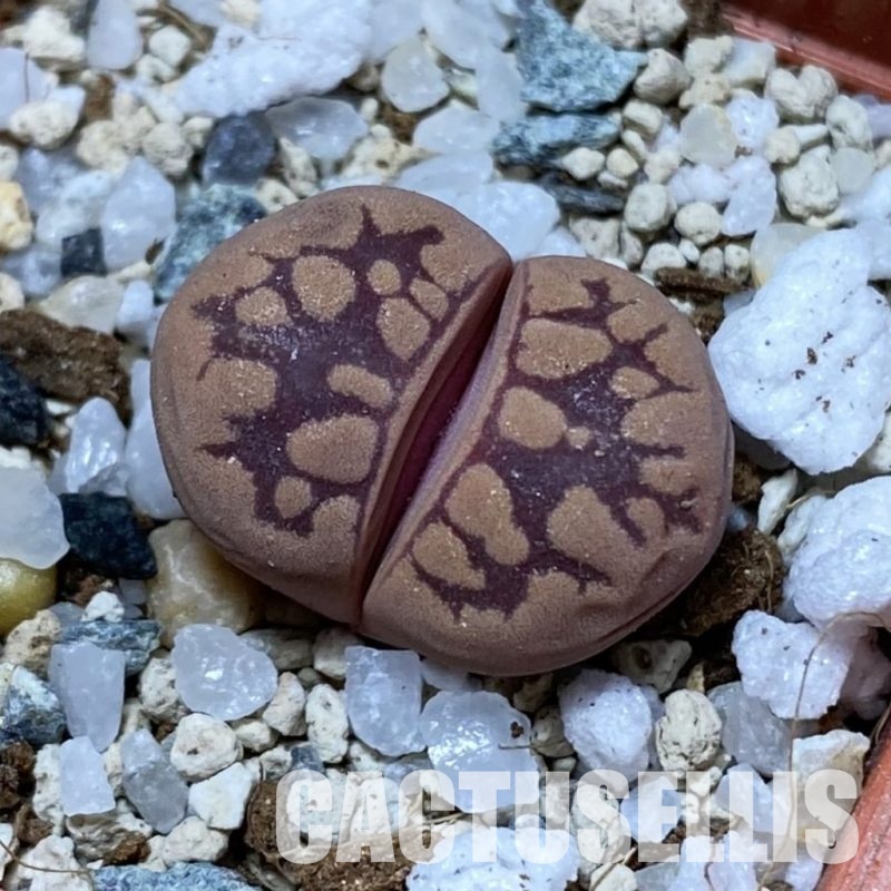 SH32972 Lithops otzeniana 'Cesky Granat'