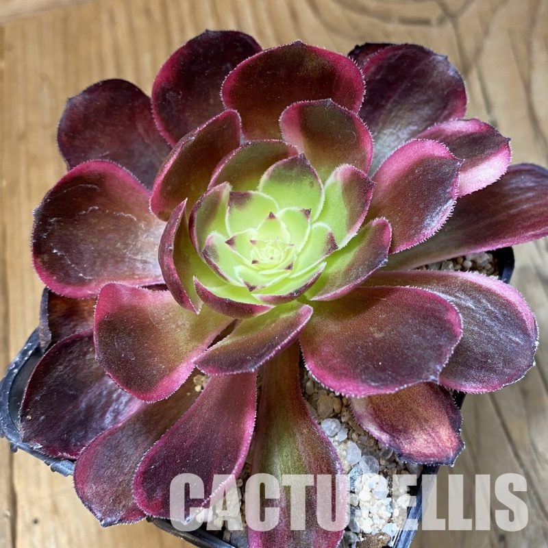 SH33004 Aeonium 'Black Poseidon'