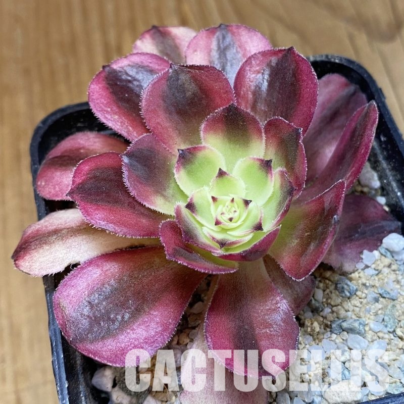 SH33005 Aeonium 'Black Poseidon'