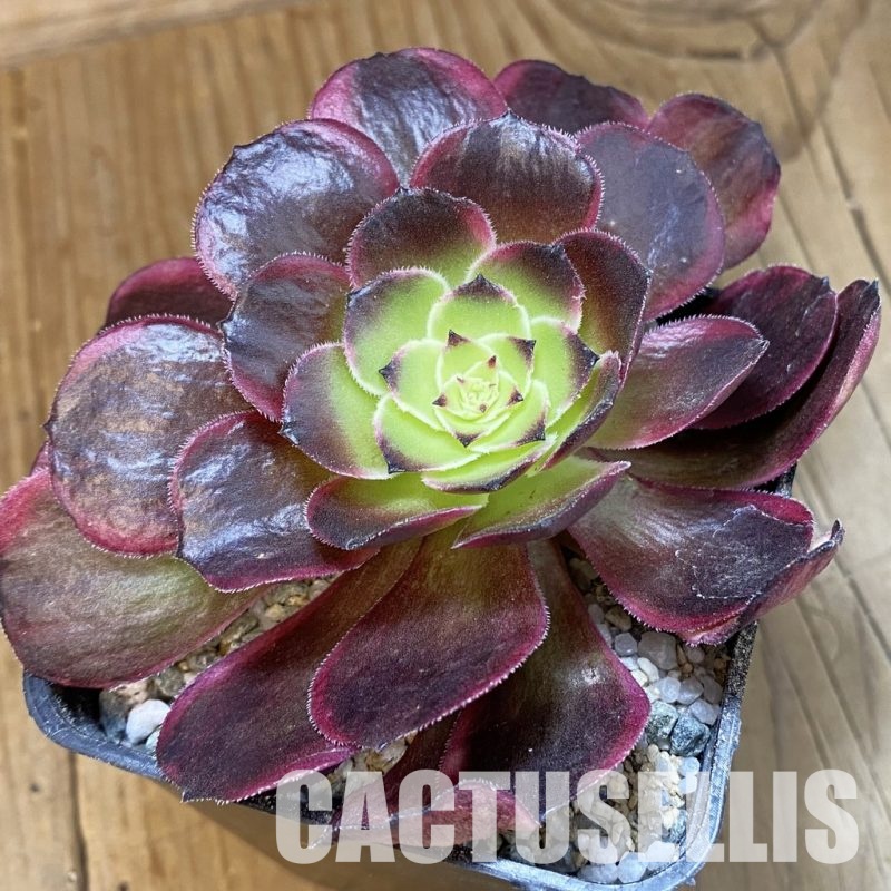 SH33006 Aeonium 'Black Poseidon'