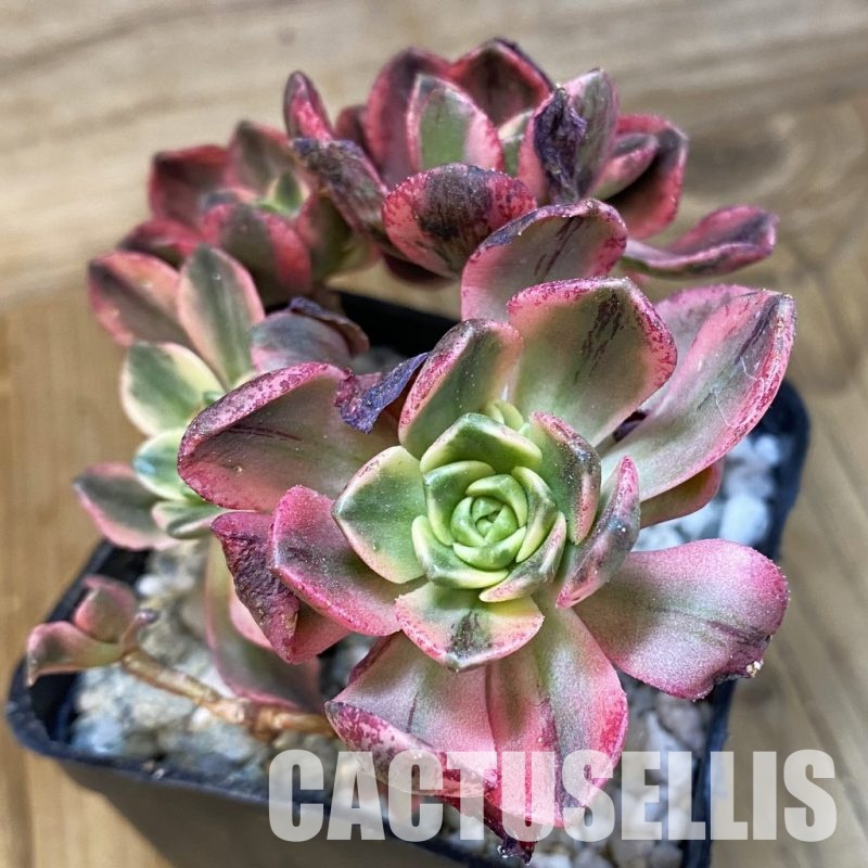 SH33007 Aeonium 'Sweet Tea'