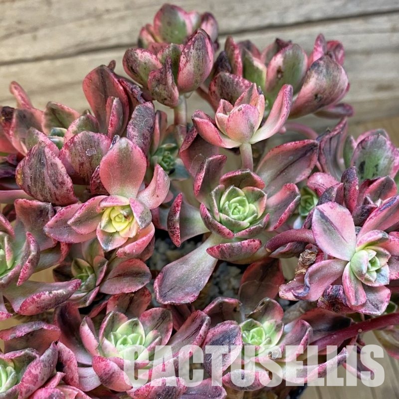 SH33008 Aeonium 'Sweet Tea'