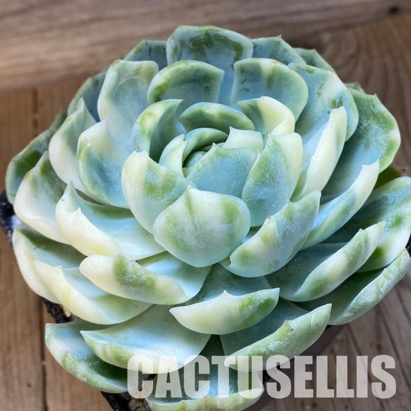 SH33010 Echeveria 'Berry' f. variegata