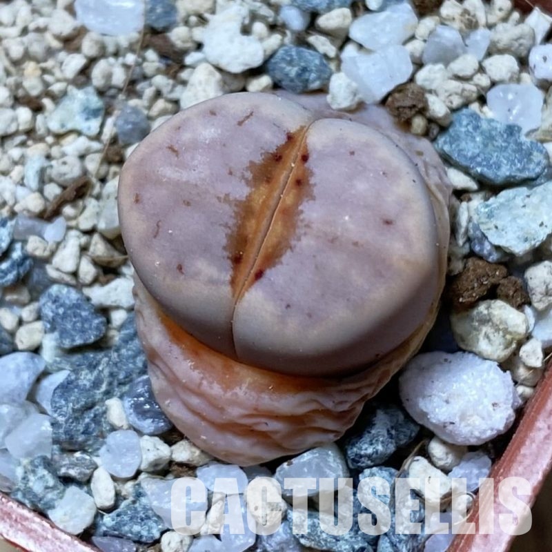 SH32973 Lithops julii 'Hot Lips'