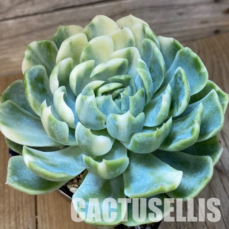 SH33011 Echeveria 'Berry' f. variegata