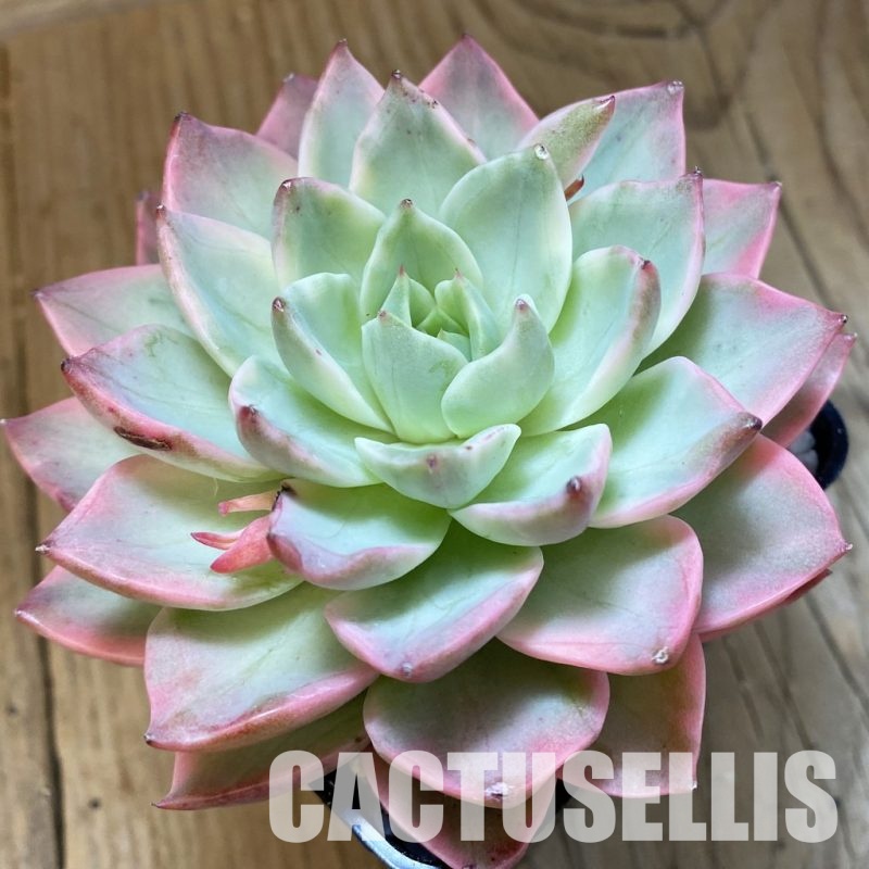 SH33013 Echeveria 'Baolian Lantern'