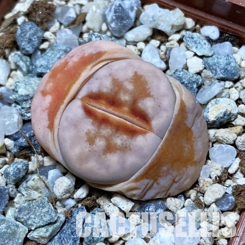 SH32974 Lithops julii 'Hot Lips'