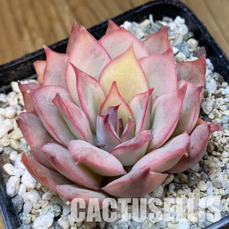 SH33017 Echeveria 'Moon Goddess'