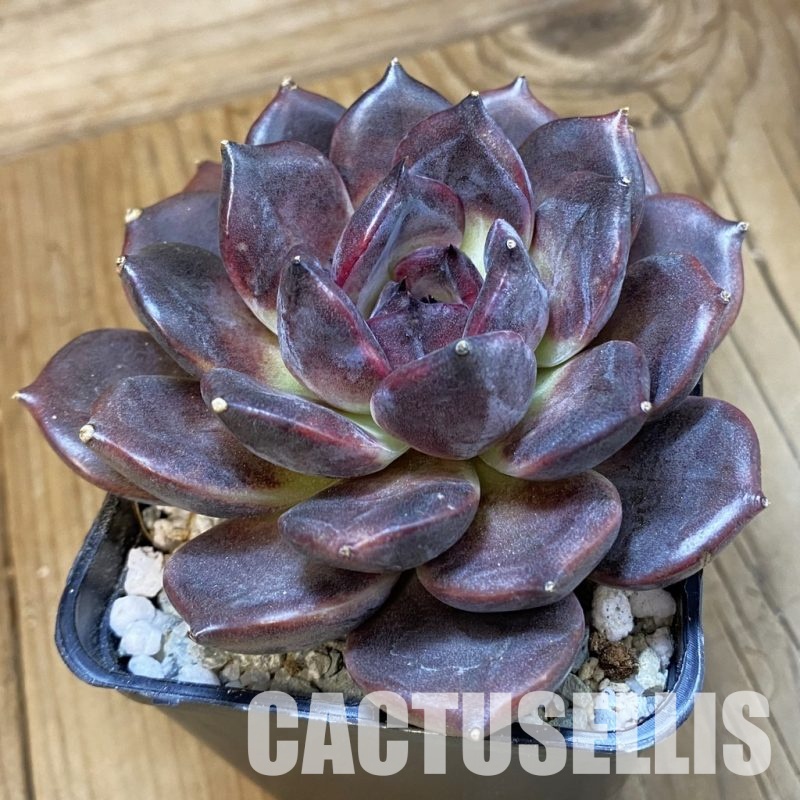 SH33022 Echeveria 'Dark Chocolate'
