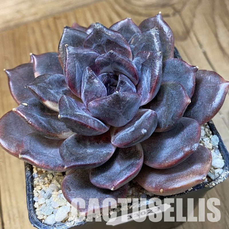 SH33023 Echeveria 'Dark Chocolate'