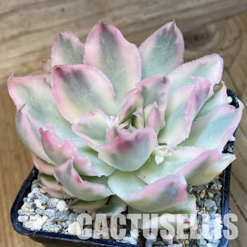 SH33025 Echeveria 'Purple Butterfly' f. variegata