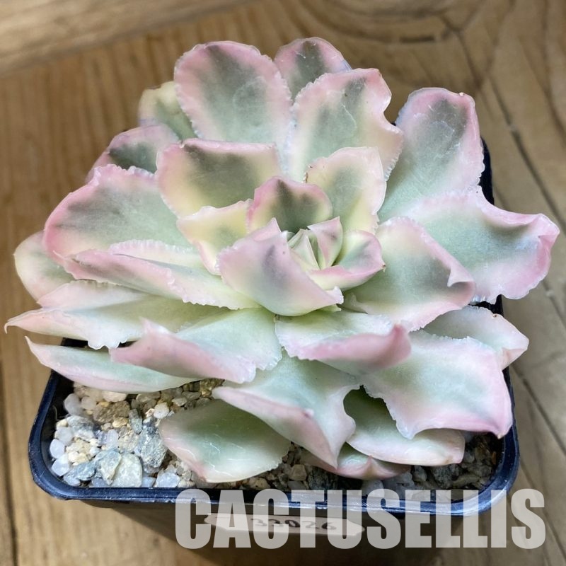 SH33026 Echeveria 'Purple Butterfly' f. variegata