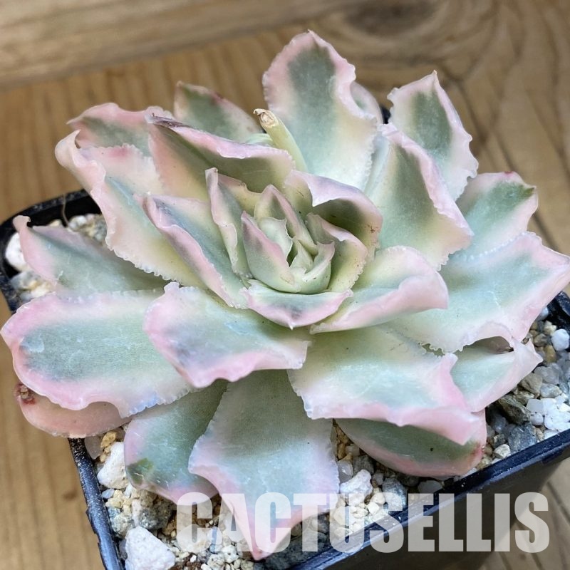 SH33027 Echeveria 'Purple Butterfly' f. variegata