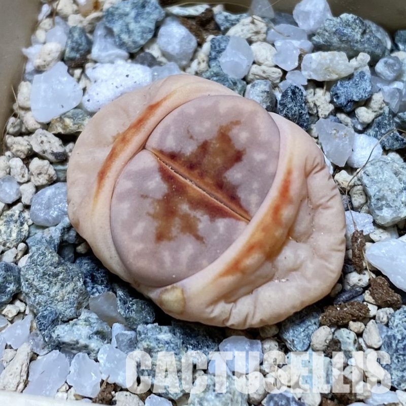 SH32976 Lithops julii 'Hot Lips'