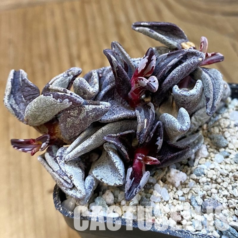 SH33028 Lenophyllum guttatum f. variegata