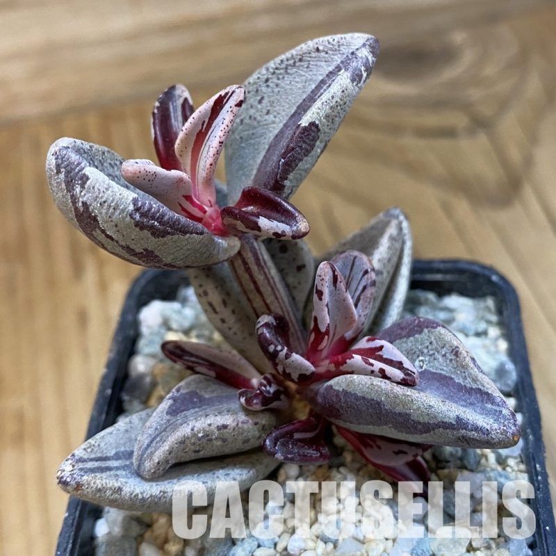 SH33029 Lenophyllum guttatum f. variegata