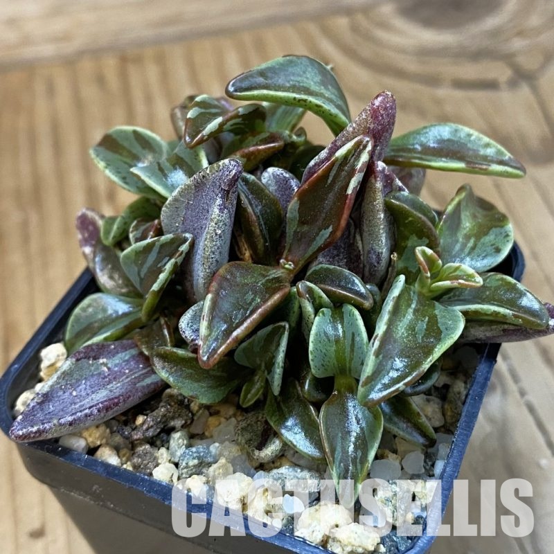 SH33031 Lenophyllum guttatum f. variegata