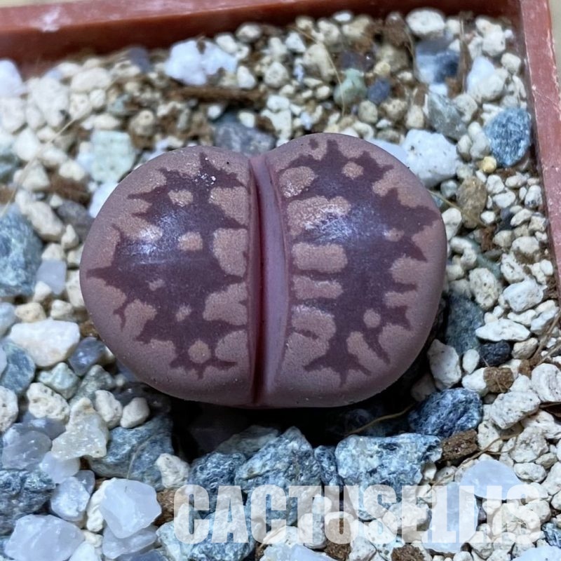 SH32968 Lithops otzeniana 'Cesky Granat'