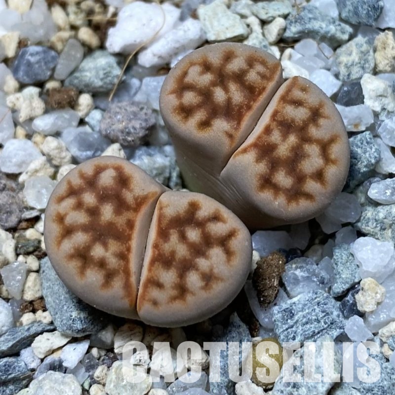 SH32978 Lithops karasmontana