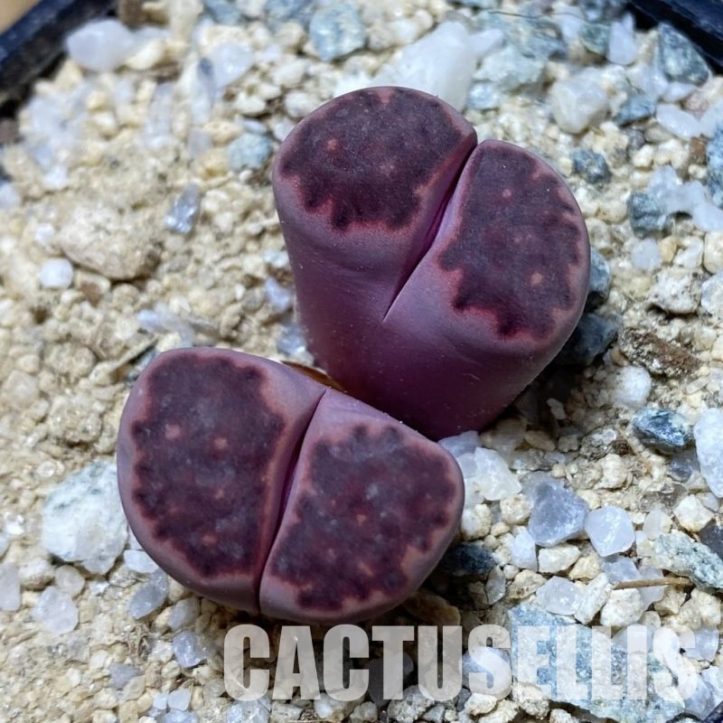 SH32979 Lithops salicola ‘Sato’s Violet’ hybrid