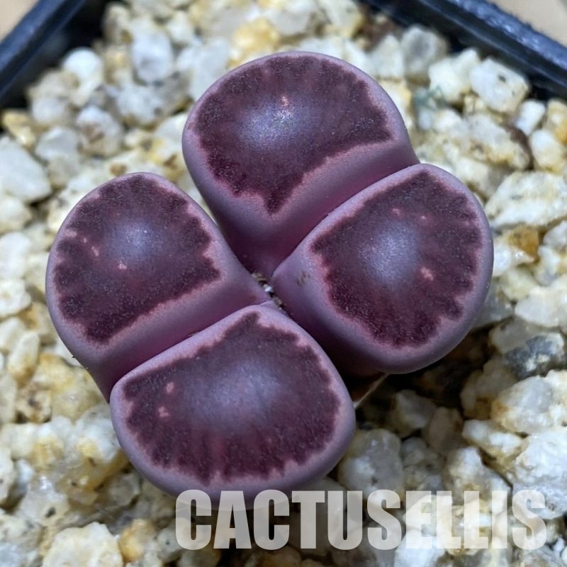 SH32980 Lithops salicola ‘Sato’s Violet’ hybrid