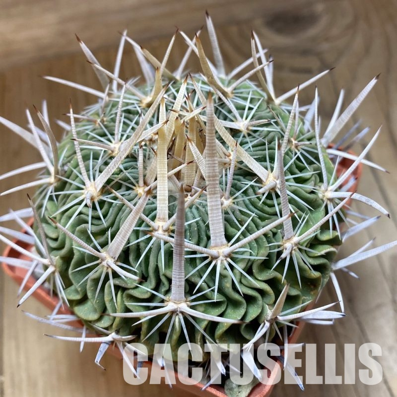 SH32981 Echinofossulocactus arrigens, 10 years old