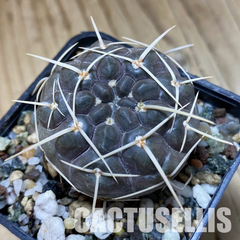 SH32982 Gymnocalycium borthii