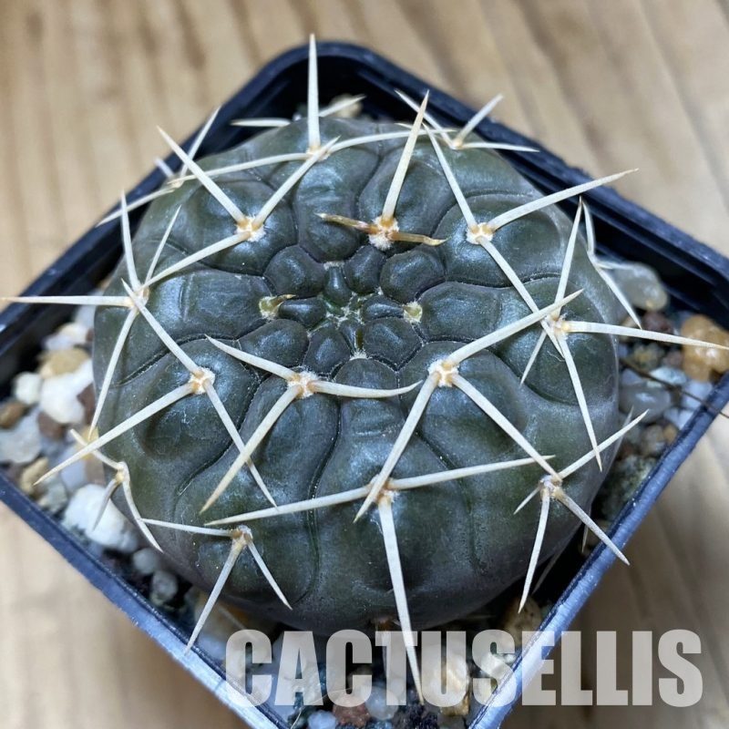 SH32983 Gymnocalycium borthii