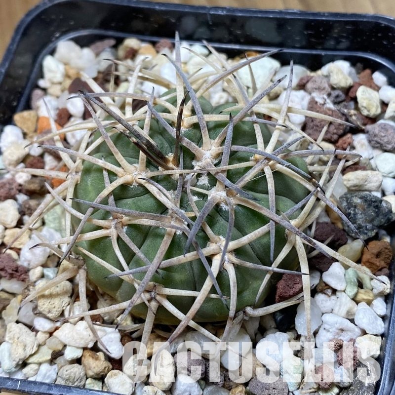SH32984 Gymnocalycium spegazzinii