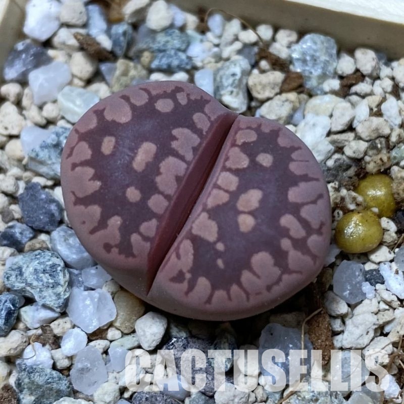SH32969 Lithops otzeniana 'Cesky Granat'
