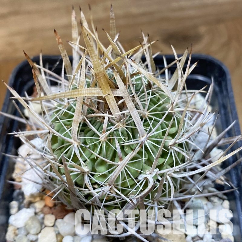 SH32985 Echinofossulocactus lloydii, 6 years old