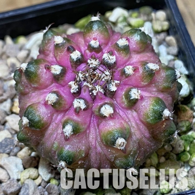 SH32986 Gymnocalycium mihanovichii ‘T-Lux’