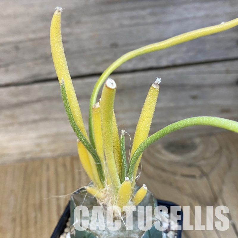 SH32987 Astrophytum caput-medusae f. variegata, grafted
