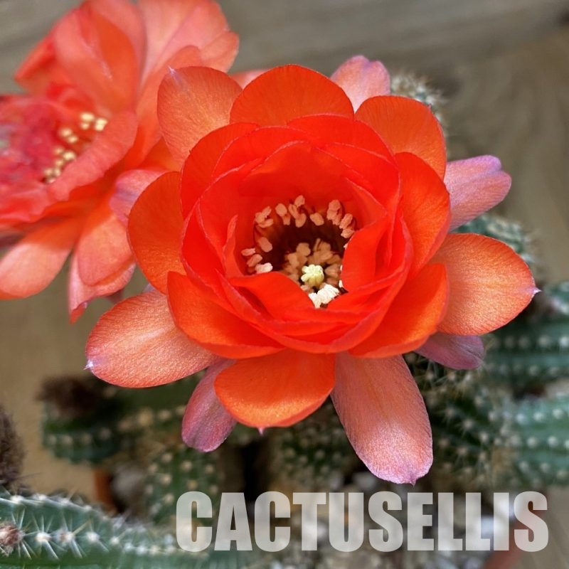 SH32988 Chamaelobivia hybrid