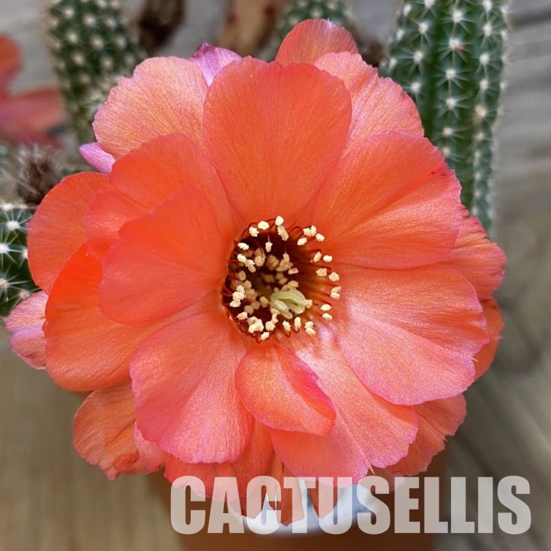 SH32989 Chamaelobivia hybrid