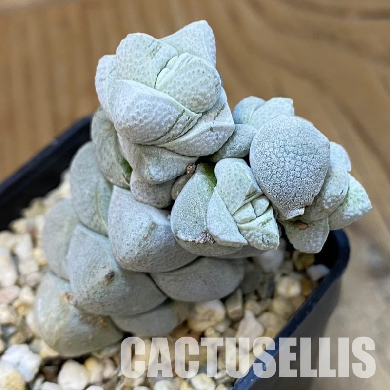 SH32990 Crassula deceptor