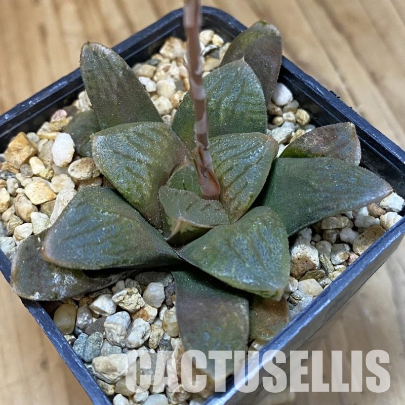 SH32991 Haworthia retusa 'Ruby Star' hybrid