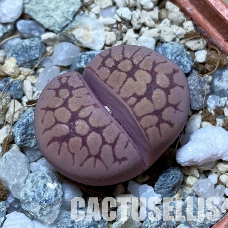 SH32970 Lithops otzeniana 'Cesky Granat'