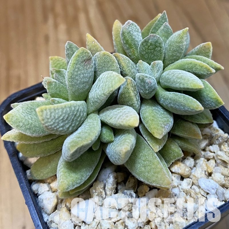 SH32993 Crassula ausensis x tecta hybrid