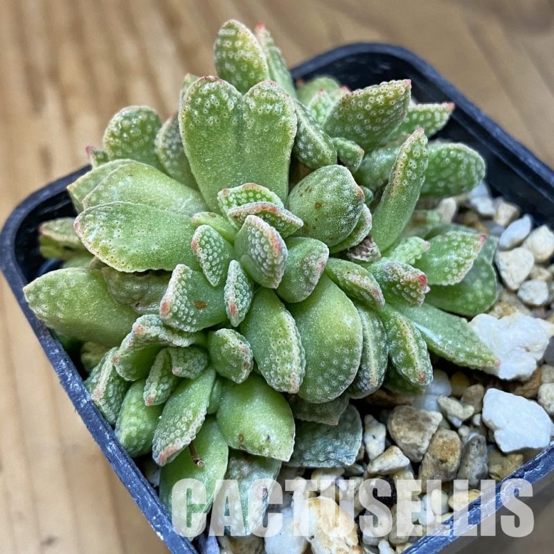 SH32994 Crassula ausensis x tecta hybrid