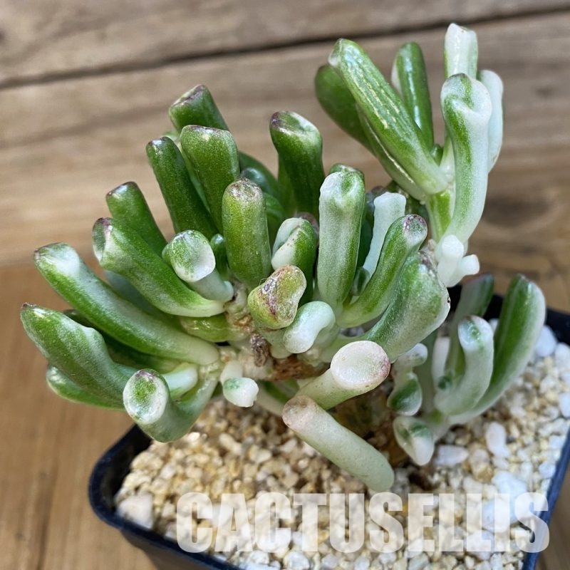 SH32995 Crassula ovata ‘Gollum’ f. variegata