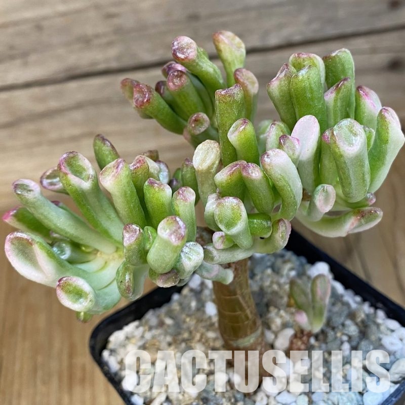 SH32996 Crassula ovata ‘Gollum’ f. variegata