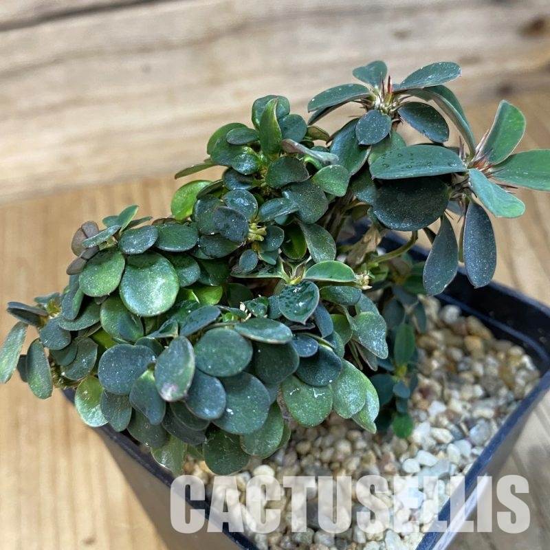 SH32997 Euphorbia milii f. cristata